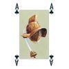 Карты "Colosseum Playing Cards Two Decks" Lo Scarabeo / Две колоды игральных карт Колизей 64501