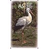 Карты Таро "Power Animal Tarot" AGM / Колода "Сила Животных" 65451